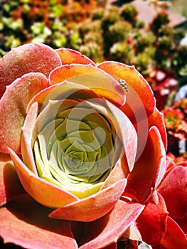 Combination of succulent plant state.