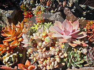 Combination of succulent plant state.