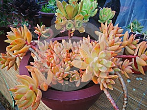 Combination of succulent plant state.