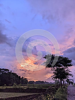 The combination of sunset trees and rice fields makes the eyes unable to look away