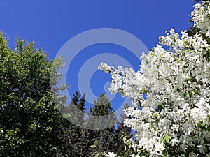 Combination of white and green tree leaves on a blue sky background.