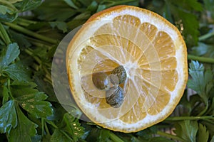 Half a lemon with capers on a background of fresh parsley.