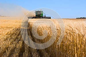 Combine cutting wheat