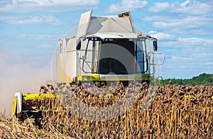 Combine in a field on a sunny day mowing ripe, dry sunflower.