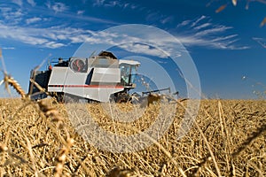 Combine harvester