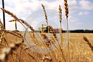 Combine harvester