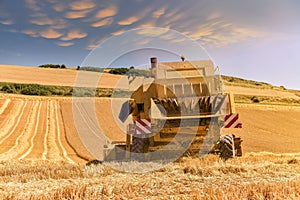 combine harvester in action in grain fields in summer