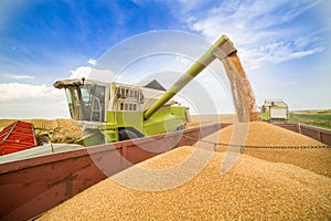 Combine harvester in action on wheat field.