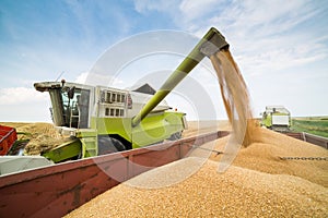 Combine harvester in action on wheat field.