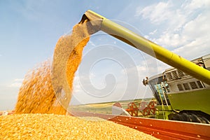 Combine harvester in action on wheat field.