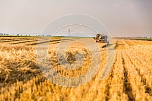 Combine harvester in action on wheat field.
