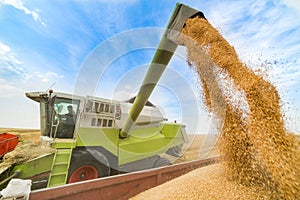 Combine harvester in action on wheat field.