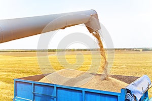 Combine harvester in action on wheat field, unloading grains