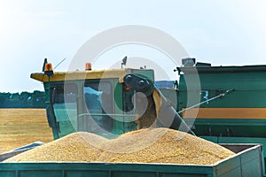 Combine harvester in action on wheat field, unloading grains