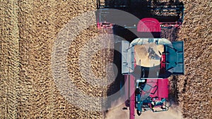 Combine harvester in action on wheat field, unloading grains, aerial drone view