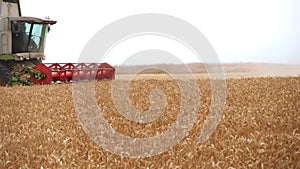 The combine harvester of an agricultural machine harvests from a field of golden ripe wheat.A combine harvester is