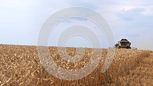 The combine harvester of an agricultural machine harvests from a field of golden ripe wheat.A combine harvester is
