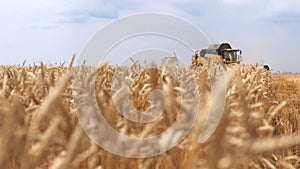 The combine harvester of an agricultural machine harvests from a field of golden ripe wheat.A combine harvester is