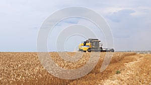 The combine harvester of an agricultural machine harvests from a field of golden ripe wheat.A combine harvester is