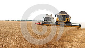 The combine harvester of an agricultural machine harvests from a field of golden ripe wheat.A combine harvester is