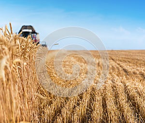 Combine harvester agriculture machine harvesting golden ripe wheat