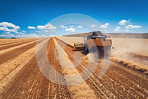 Combine harvester agriculture machine harvesting golden ripe wheat field