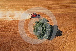 Combine harvester agriculture machine harvesting golden ripe wheat field