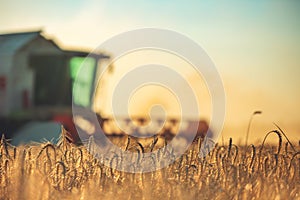 Combine harvester agriculture machine harvesting golden ripe wheat field