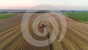 Combine harvester agriculture machine harvesting golden ripe wheat field, 4k video