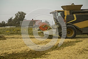 Combine harvester agriculture machine harvesting golden ripe wheat field. Agriculture. Combine harvester harvesting