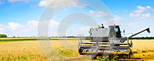 Combine harvester agriculture machine harvesting golden ripe wheat field. Wide photo