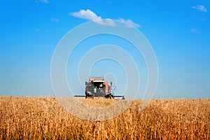 Combine harvester agriculture machine harvesting ripe wheat in farm field