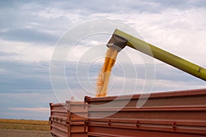 Combine harvester auger unloading harvested corn into tractor tr