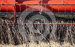 Combine harvester cutting corn