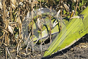 Combine Harvester Cutting Dried Maize Plants in a Farm Field