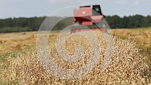 combine harvester driving through field collecting grain in summer. Harvesting of early grains and winter wheat