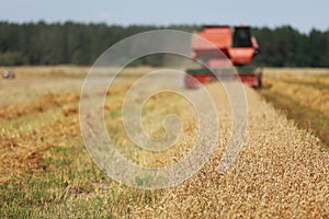 combine harvester driving through field collecting grain in summer. Harvesting of early grains and winter wheat