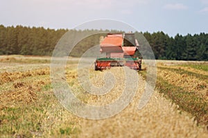 combine harvester driving through field collecting grain in summer. Harvesting of early grains and winter wheat