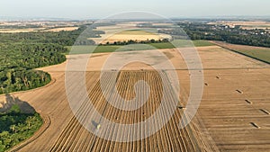 Combine harvester drone aerial view during harvesting harvest tractor of cereals wheat cuts crop Triticum aestivum field