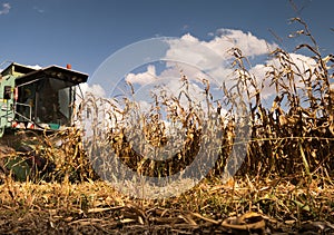 Combine harvester in evening action