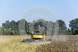 Combine-harvester in a field harvests a sunflower crop for making oil and using it in the food industry