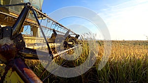 Combine harvester gathers the rice crop