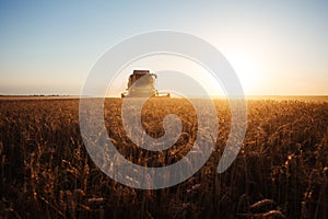 Combine harvester at gold light in agriculture fields with wheat