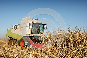 Combine harvester harvest corn field. Image of the agricultural industry.