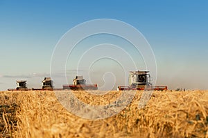 Combine harvester harvest rice wheat on a farm. Image of agriculture.