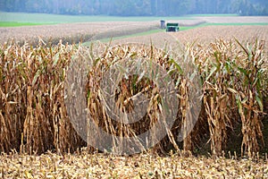 Combine harvester harvesting corn in Austria in autumn