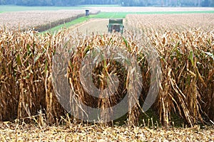 Combine harvester harvesting corn in Austria in autumn