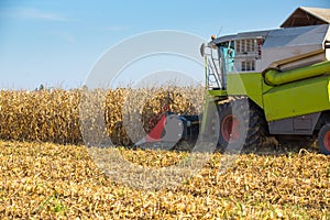 Combine harvester harvesting corn maize grains