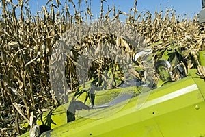 Combine Harvester Harvesting A Field Of Maize