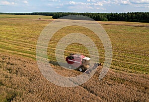 Combine harvester on harvesting oilseed rape in field. Aerial view of harvest season in canola oil field.